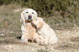 GOLDEN RETRIEVER 507